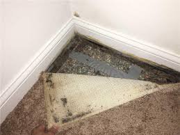 Clean or Replace Moldy Carpet