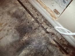 To Clean or Replace Moldy Carpet